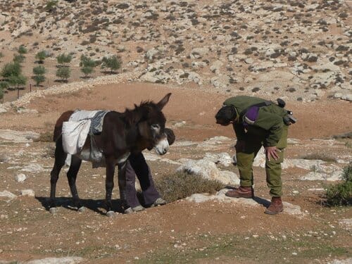 08-11-15 soldier looking at injured donkey